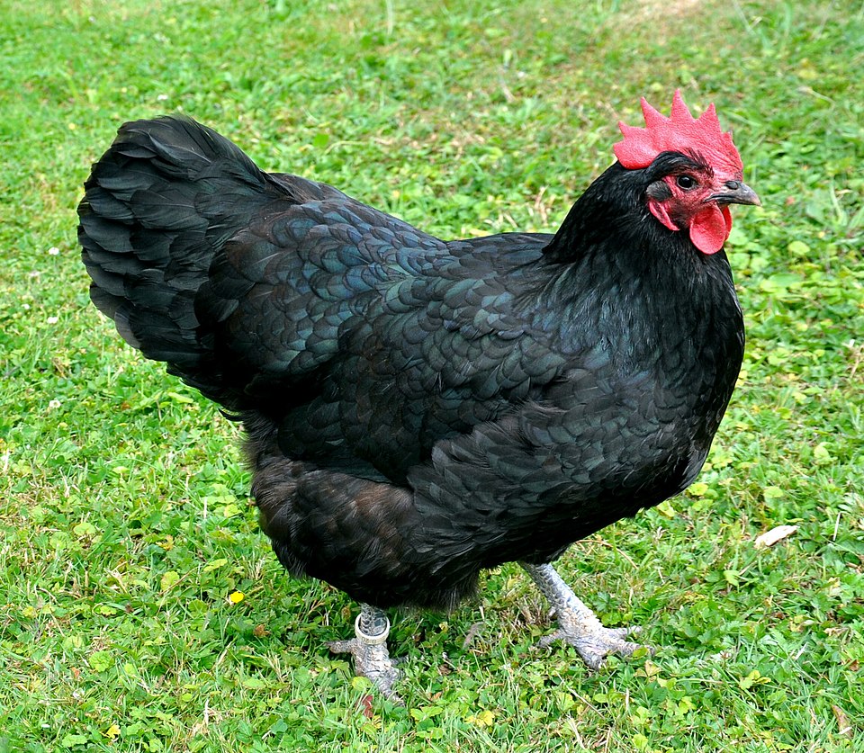 Gallina Australorp